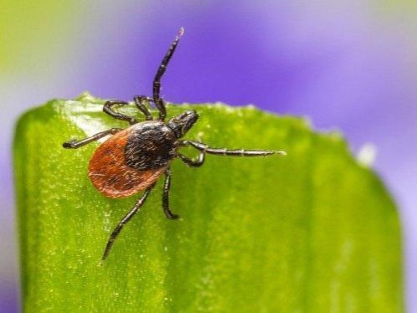 <p>Rates of babesiosis, a tick-borne parasitic disease, increased an average of 9% per year in the United States between 2015 and 2022 and four in 10 patients were found to be co-infected with another tick-borne illness such as Lyme disease, according to a new study led by researchers at the Penn State Health Milton S. Hershey Medical Center and the Penn State College of Medicine.</p>